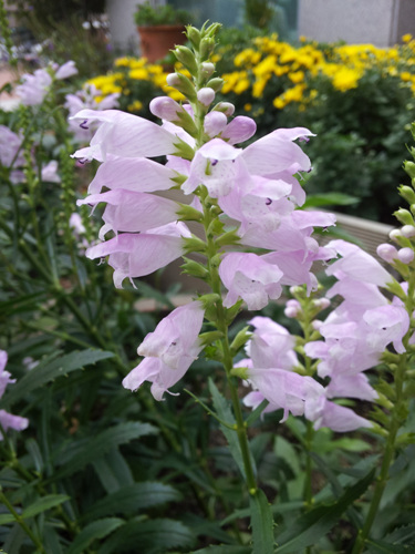 20120912_095347.jpg