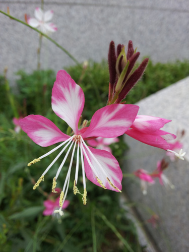 20120912_095235.jpg