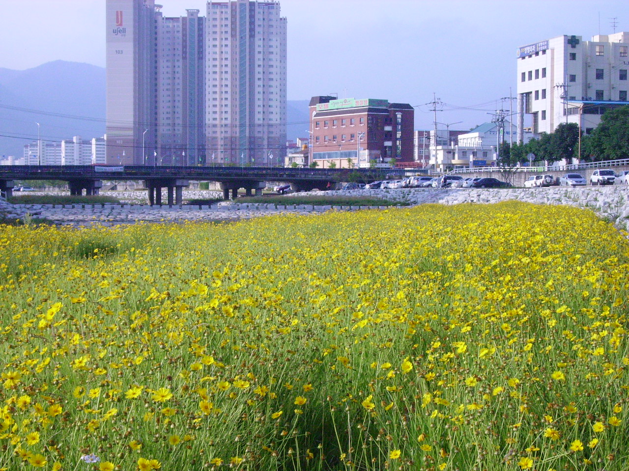 남천 꽃마당.jpg