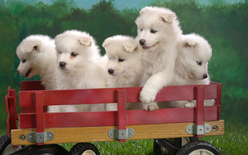 wagonload_of_samoyed_puppies-wide.jpg